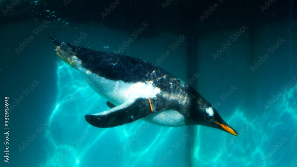 Fototapeta premium 水族館の人気者