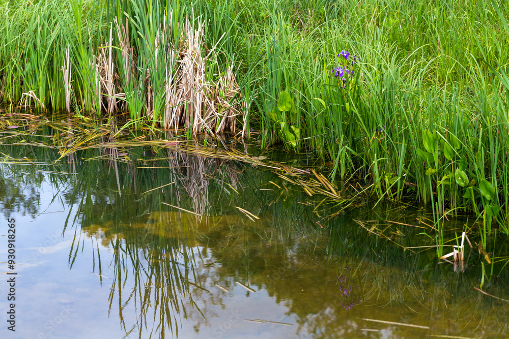 Serene Pond with Grass and Frogs in Natural Habitat Serene Pond with Grass and Frogs in Natural Habitat