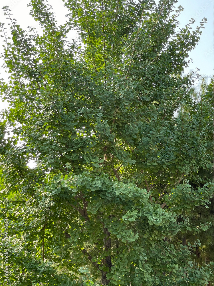trees at the end of summer trees at the end of summer