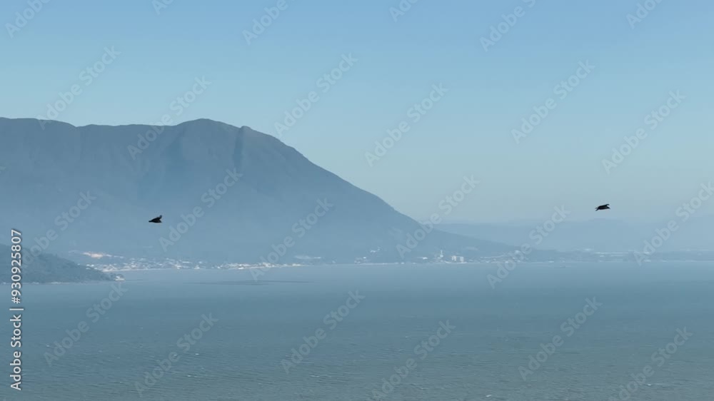 Vulture flying in an air current. Blue sky, aerial image. Birds of prey Vulture flying in an air current. Blue sky, aerial image. Birds of prey