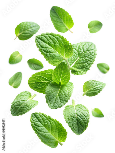 mint leaves isolated on transparent background png