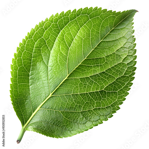 Apple leaves on transparent background png