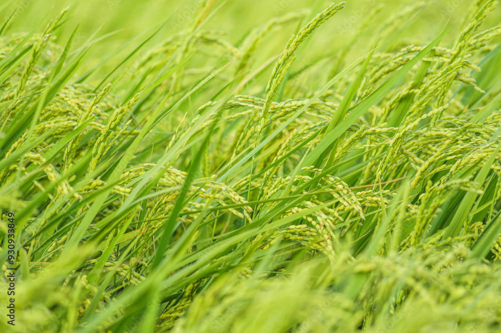 Closeup of paddy rice on Plants Closeup of paddy rice on Plants