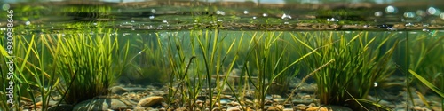 Lush growth of aquatic vegetation photo