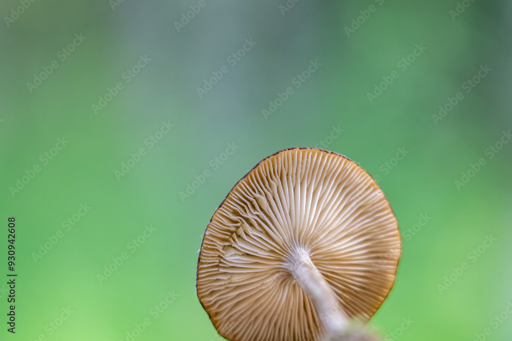 Melanoleuca melaleuca is a species of mushroom in the family Tricholomataceae, and it is the type species of its genus Melanoleuca. Houston, Alaska Melanoleuca melaleuca is a species of mushroom in the family Tricholomataceae, and it is the type species of its genus Melanoleuca. Houston, Alaska