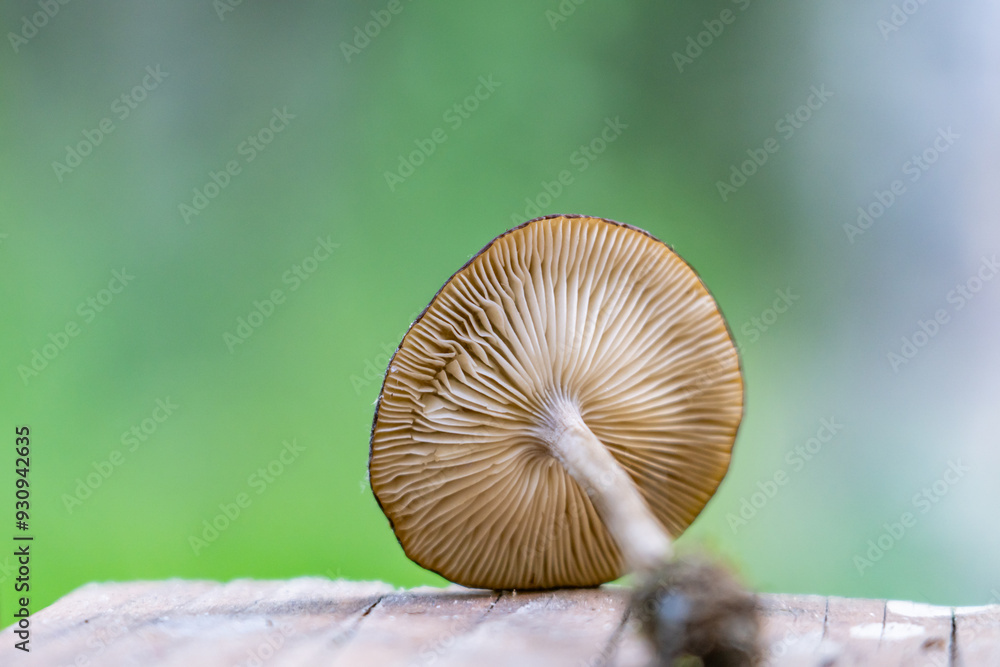 Melanoleuca melaleuca is a species of mushroom in the family Tricholomataceae, and it is the type species of its genus Melanoleuca. Houston, Alaska Melanoleuca melaleuca is a species of mushroom in the family Tricholomataceae, and it is the type species of its genus Melanoleuca. Houston, Alaska