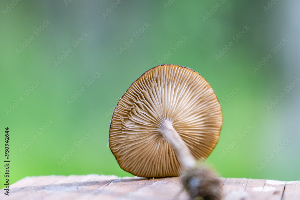 Melanoleuca melaleuca is a species of mushroom in the family Tricholomataceae, and it is the type species of its genus Melanoleuca. Houston, Alaska Melanoleuca melaleuca is a species of mushroom in the family Tricholomataceae, and it is the type species of its genus Melanoleuca. Houston, Alaska