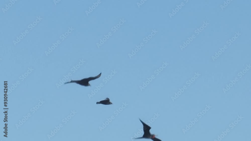 Vulture flying in an air current. Blue sky, aerial image. Birds of prey Vulture flying in an air current. Blue sky, aerial image. Birds of prey