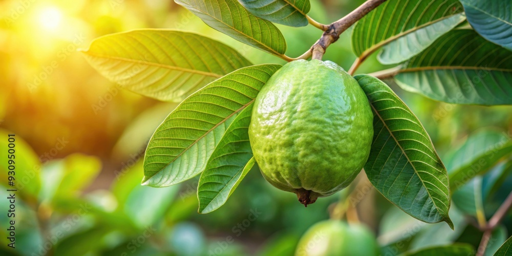 Fototapeta premium Close-up image of guava fruit growing and ripening on a tree amidst large smooth leaves, Guava, fruit, tree, plant, green