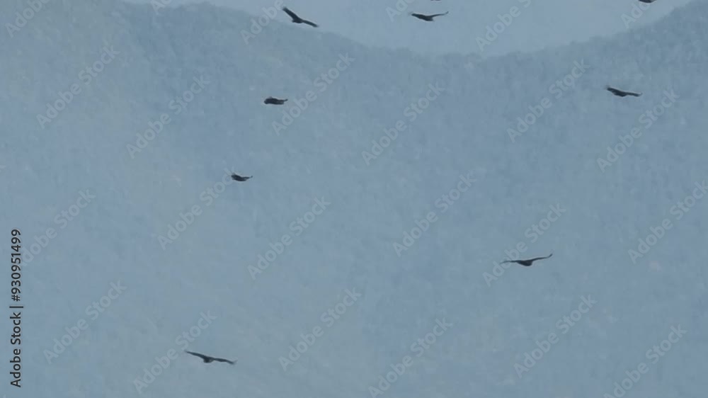 Vulture flying in an air current. Blue sky, aerial image. Birds of prey Vulture flying in an air current. Blue sky, aerial image. Birds of prey
