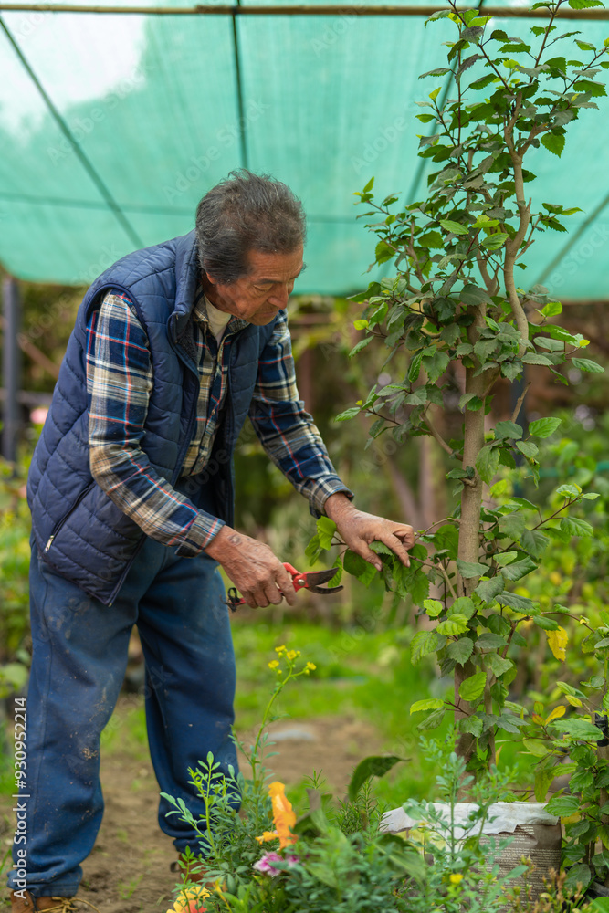 Fototapeta premium Gardener grafting plants in tree nursery