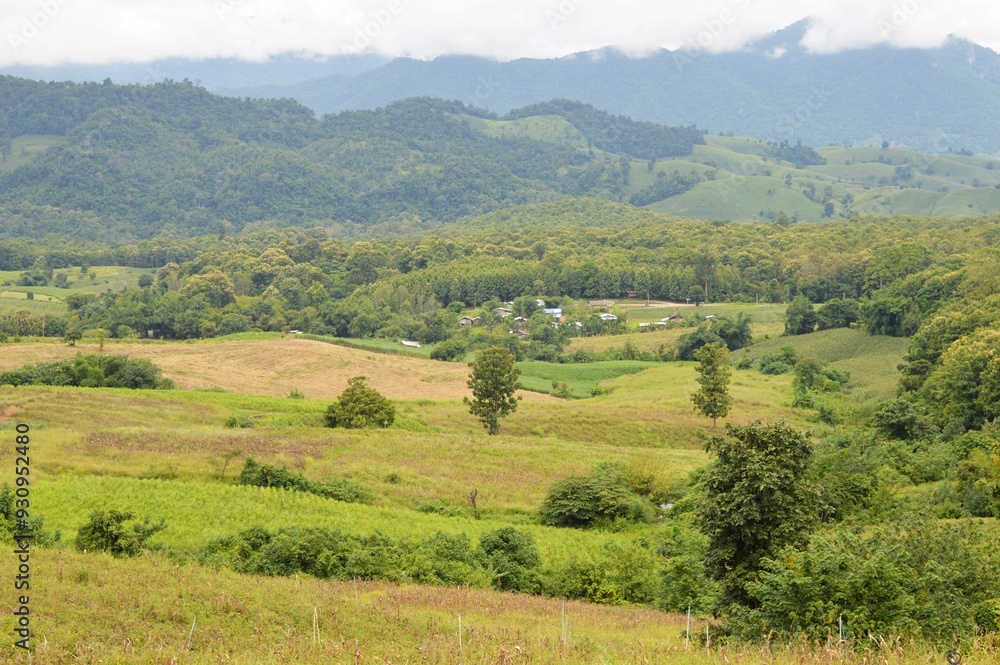landscape of corn field in the mountain landscape of corn field in the mountain