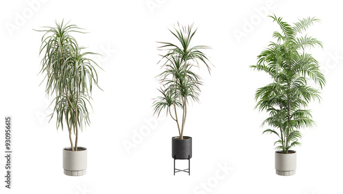 Photos Tall Potted Plants on Transparent Background