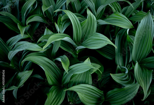 Wallpaper Mural Leaves of Corn Lily Plants Spread Out Torontodigital.ca