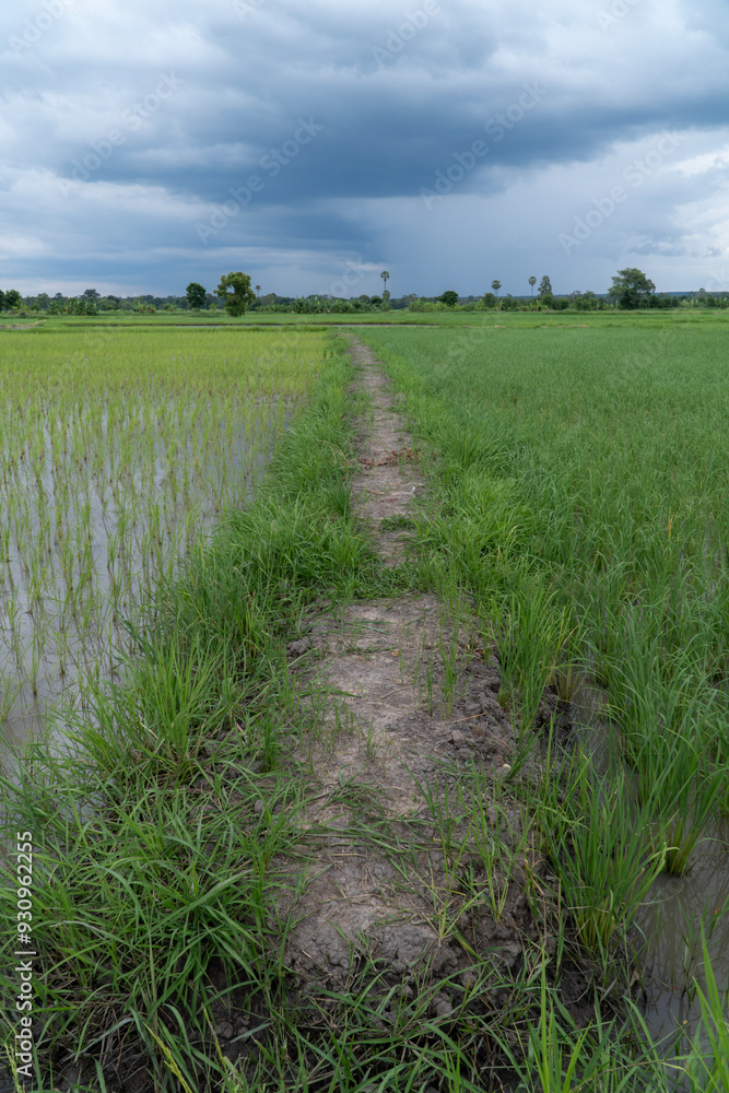 Obraz premium Rice field showing dramatic weather conditions and cloud formations during tropical rainy season.