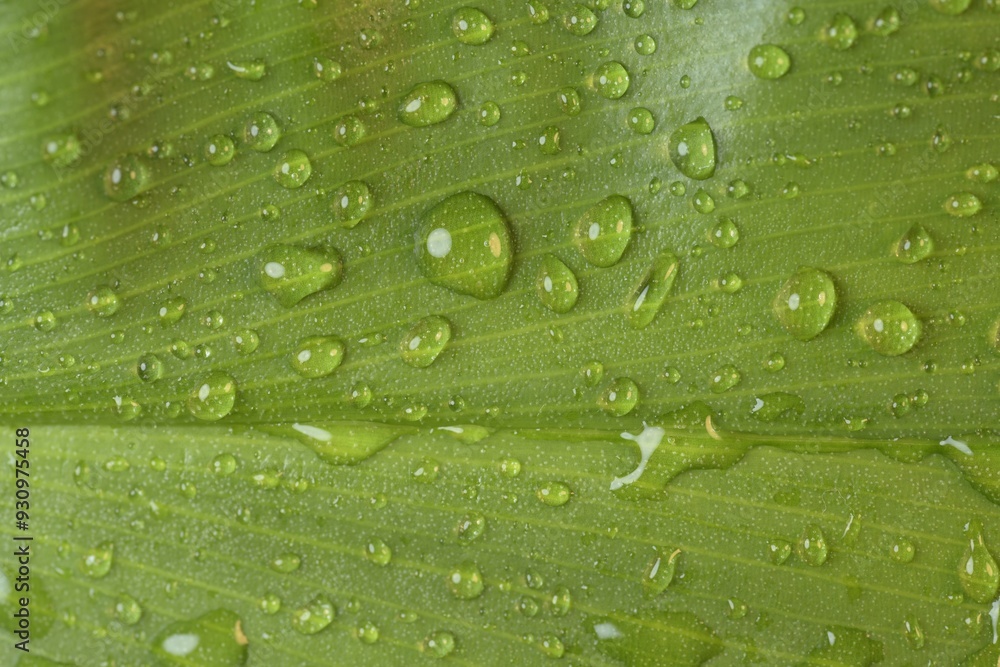 Tropical leaves showing cell structure and textures with rain drops collecting on leaves Tropical leaves showing cell structure and textures with rain drops collecting on leaves
