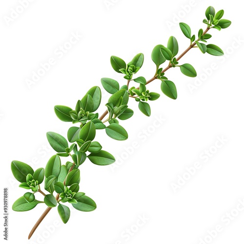 A sprig of thyme, herb element, photorealistic, dark green, isolated on white background