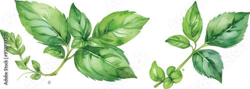 Basil leaves isolated on white background4