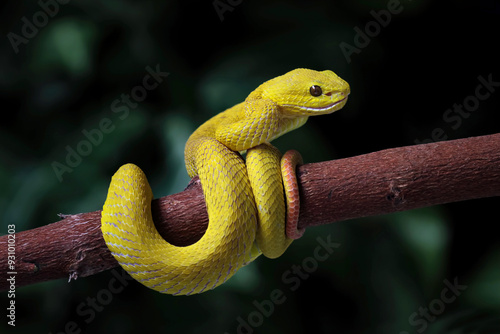 Yellow viper snake on branch, Yellow White-lipped Pit Viper (Trimeresurus insularis) photo