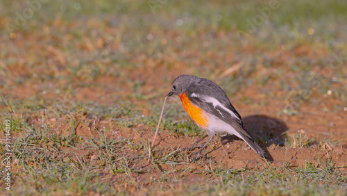 a male flame robin trying to pull an earthworm out of the ground at kosciuszko national park in nsw, australia