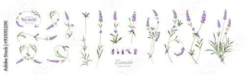 Set of lavender flowers elements. Collection of lavender flowers on a white background. Vector illustration bundle.