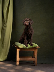 A brown Italian Water Dog sits elegantly on a rustic wooden stool against a green draped background, showcasing a simple yet striking pose.