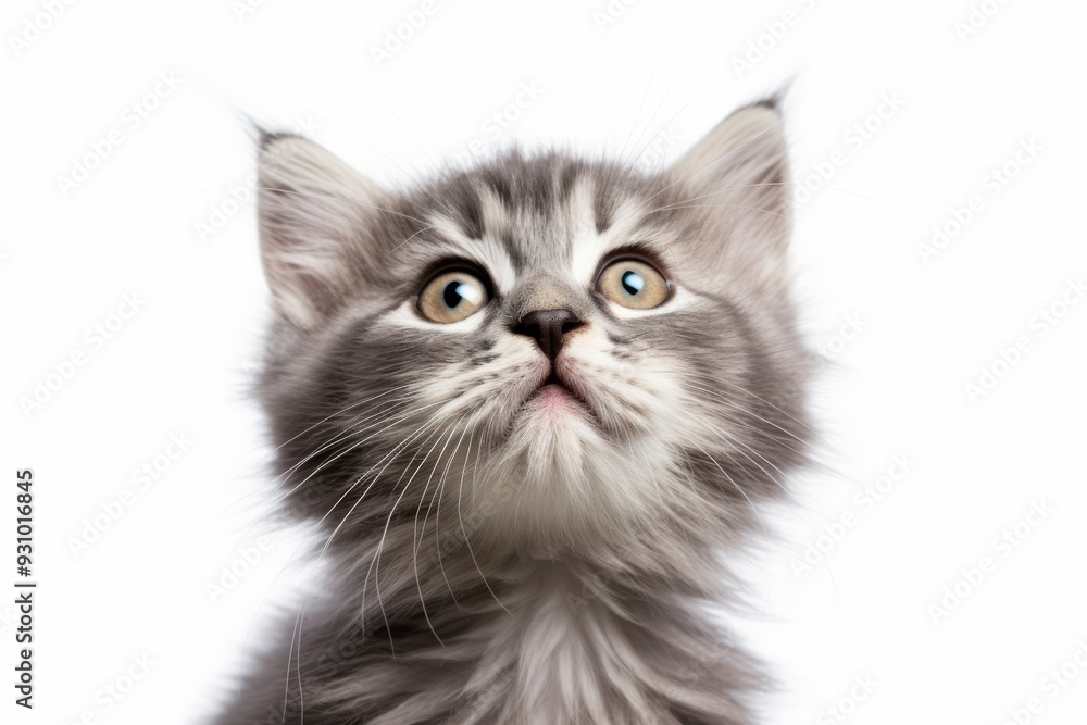 photograph of Funny big gray kitten Cute fluffy cat licks its lips Isolated on white background. photograph of Funny big gray kitten Cute fluffy cat licks its lips Isolated on white background.