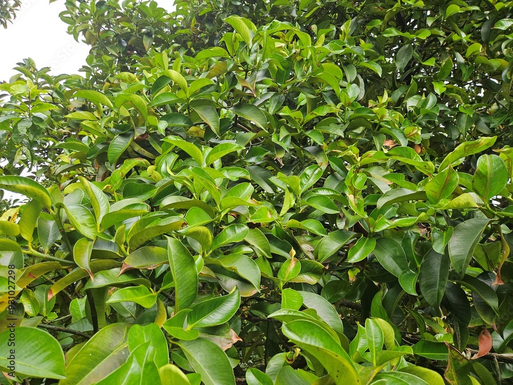Obraz premium Close up of mangosteen leaves in the garden at Mekong Delta Vietnam. 