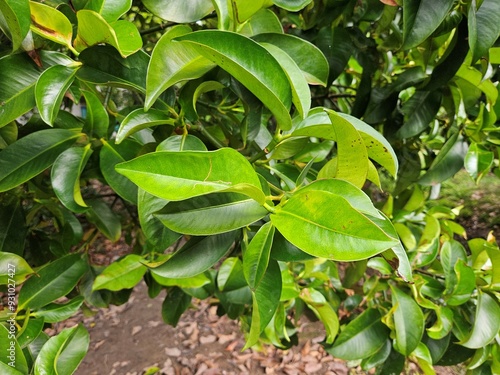 Close up of mangosteen leaves in the garden at Mekong Delta Vietnam.
