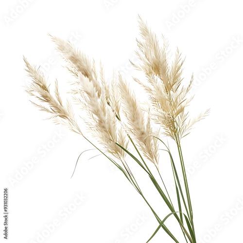 White Feather Reed Grass Isolated on White Background. Beautiful Feather Reed Grass Flower