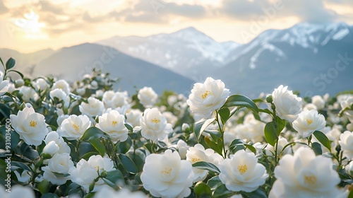 A field of white camellias blossoms in full bloom, with a mountain range in the background and a soft, golden sunset light.