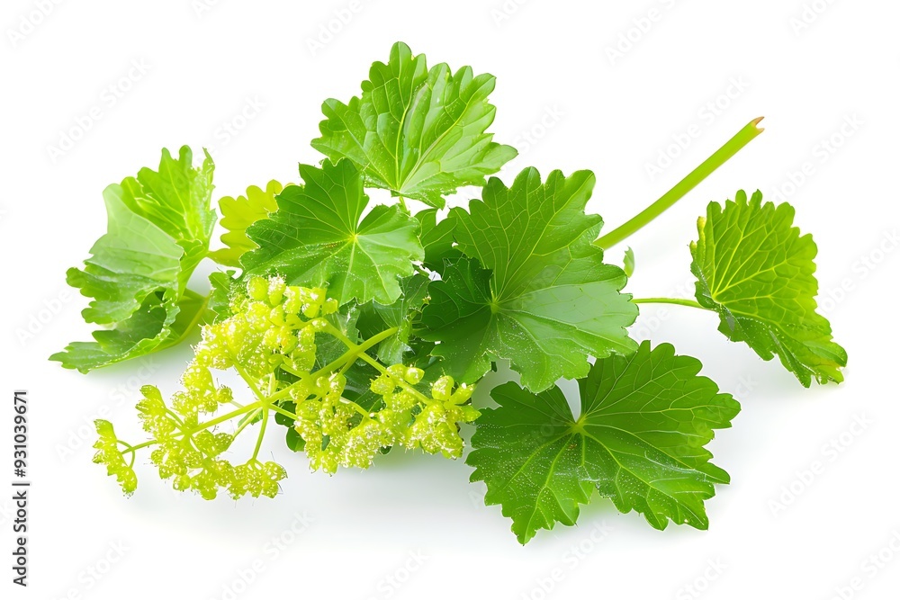 Green Lady’s Mantle Isolated on White Background. Beautiful Lady’s Mantle Flower Green Lady’s Mantle Isolated on White Background. Beautiful Lady’s Mantle Flower