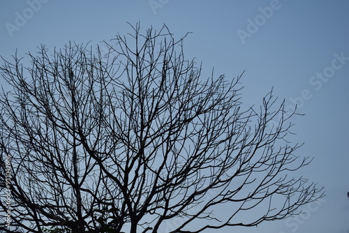A tree without leaf
