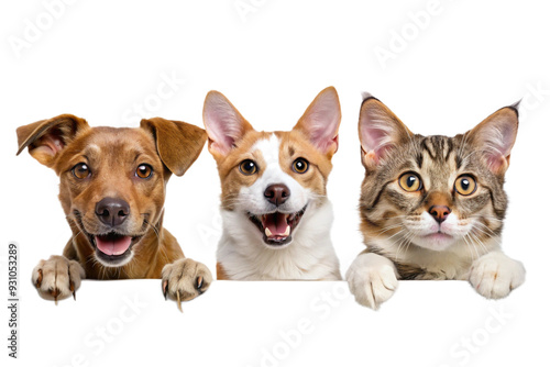 Smiling Dog and Cat Peeking over Blank White Board