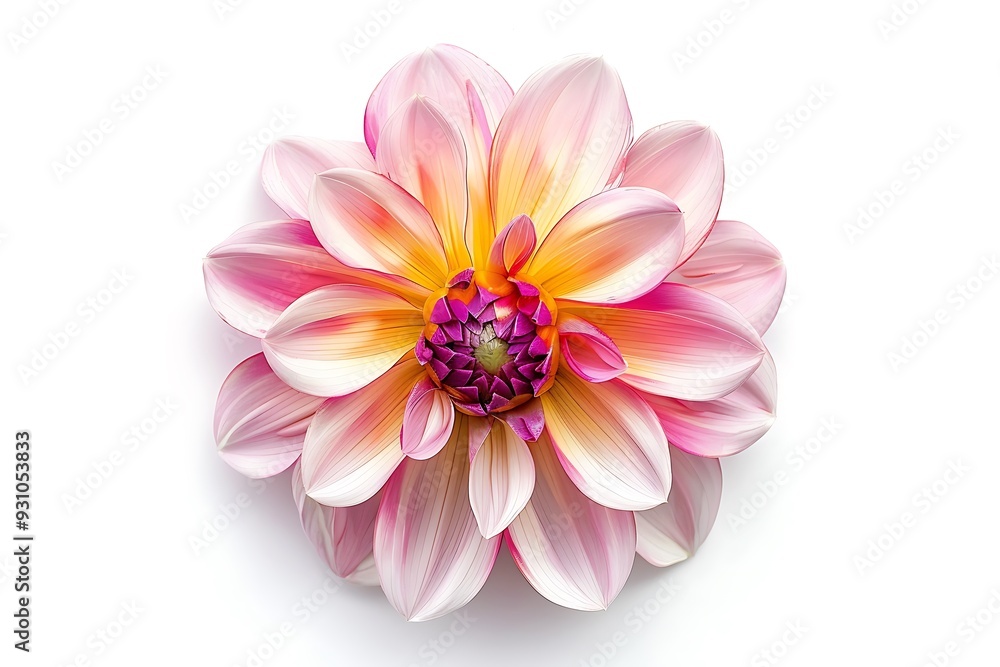 Stock Isolated on White Background. Beautiful Stock Flower Stock Isolated on White Background. Beautiful Stock Flower
