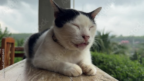 The black and white cat is sleeping on the wooden floor by the balcony while it is raining.