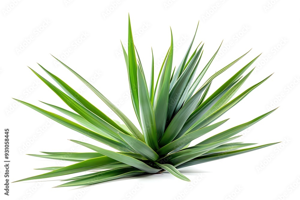 Yucca Isolated on White Background. Beautiful Yucca Flower Yucca Isolated on White Background. Beautiful Yucca Flower