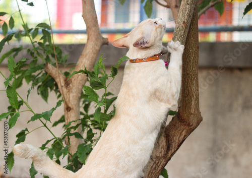 A cat is climbing a tree trunk. photo