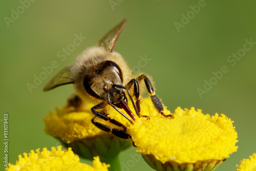 Photography Honey bee