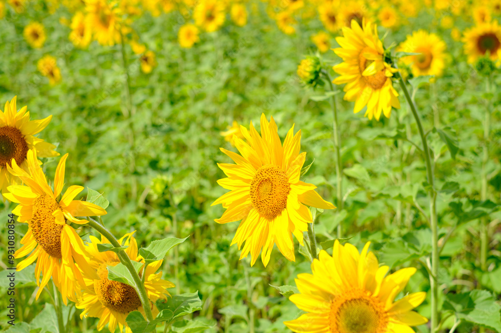 Obraz premium close-up of sunflowers blooming in a field