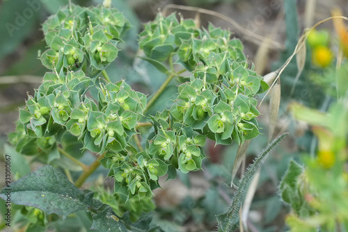 Closeup on a European sickle spurg wildflower, Euphorbia falcata in Gard, France photo