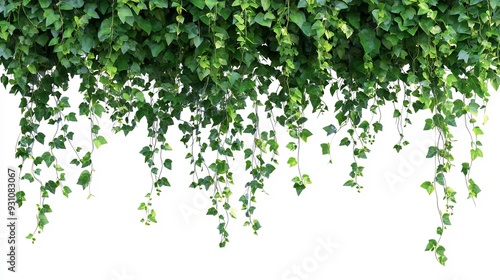 Green Ivy Vines Hanging Down on a White Background