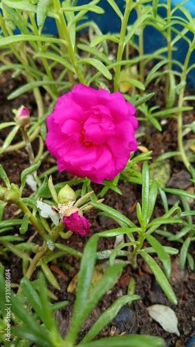 small rose flower (pink colour)