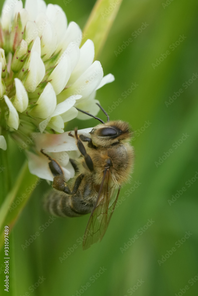 Vertical closeup on a European honeybee, Apis pellifera on a white clover in a meadow Vertical closeup on a European honeybee, Apis pellifera on a white clover in a meadow