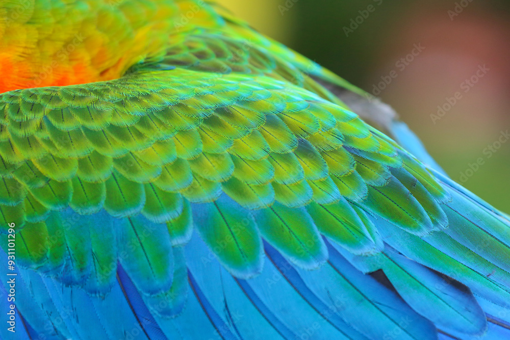 Fototapeta premium Close-up of a beautiful colorful parrot feather.