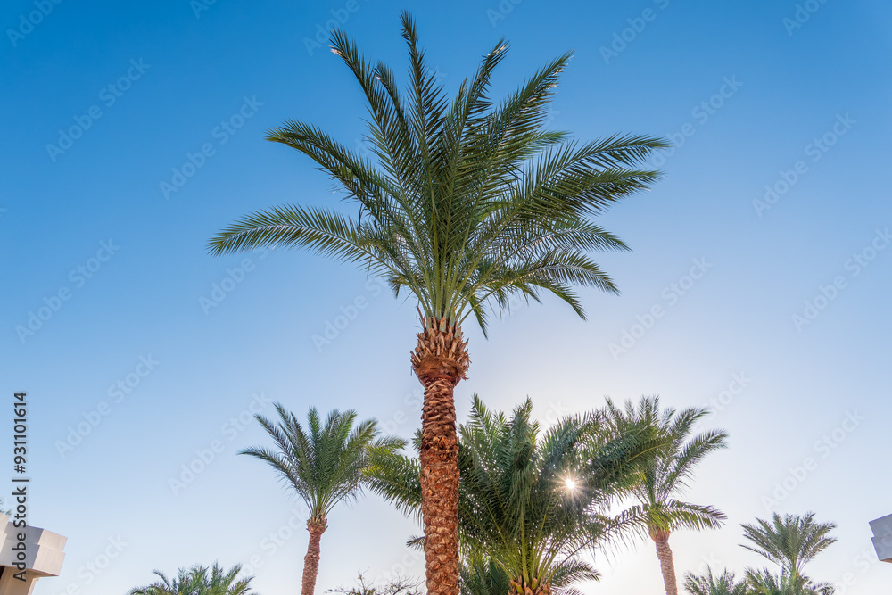 Obraz premium Palm tree with green leaves on blue background
