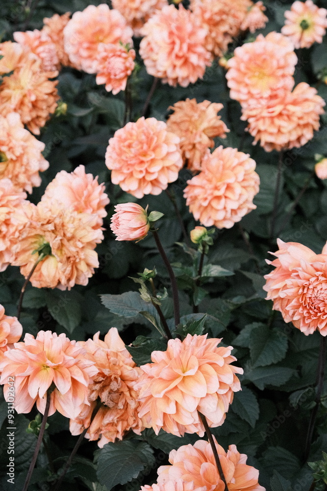 flowers flowers