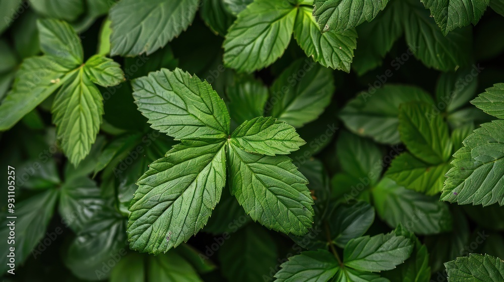 Green Foliage Background Green Foliage Background