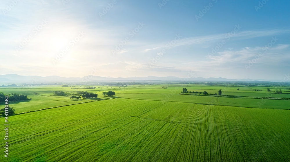 Aerial view of a vast green field with rows of crops under a clear blue sky. Aerial view of a vast green field with rows of crops under a clear blue sky.