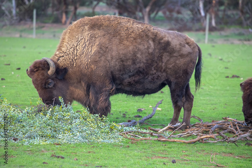 A big bison grazes on a green grass, strong bull close up, rare animal